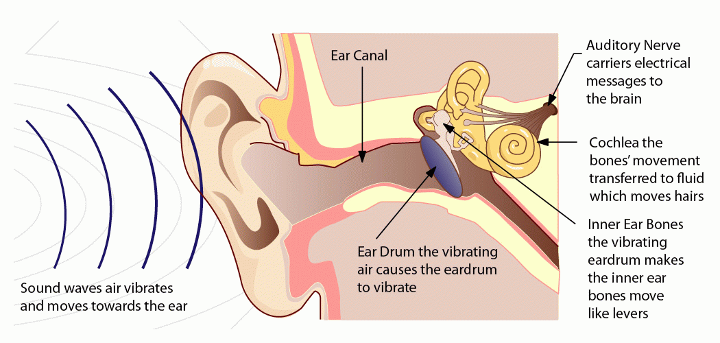 Sound waves and the inner ear